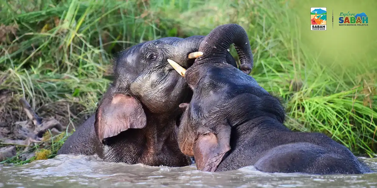 Borneo Wildlife & Island Escape: Rainforests, Rivers & Reefs